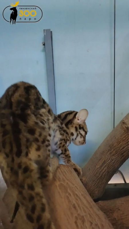 � ���������� �������� ��������� ����� ���������