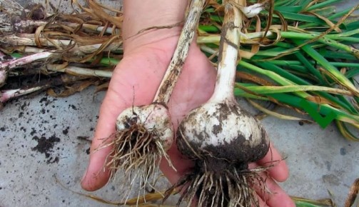 Как ошибка дачников приводит к потере урожая чеснока