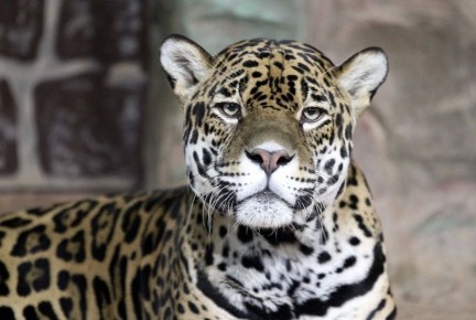В середине апреля стало известно о неожиданном возвращении в Пензу ягуара Азара, который в мае прошлого года уехал из нашего региона в нижегородский зоопарк «на ПМЖ» к потенциальной невесте, черной пантере Наоми