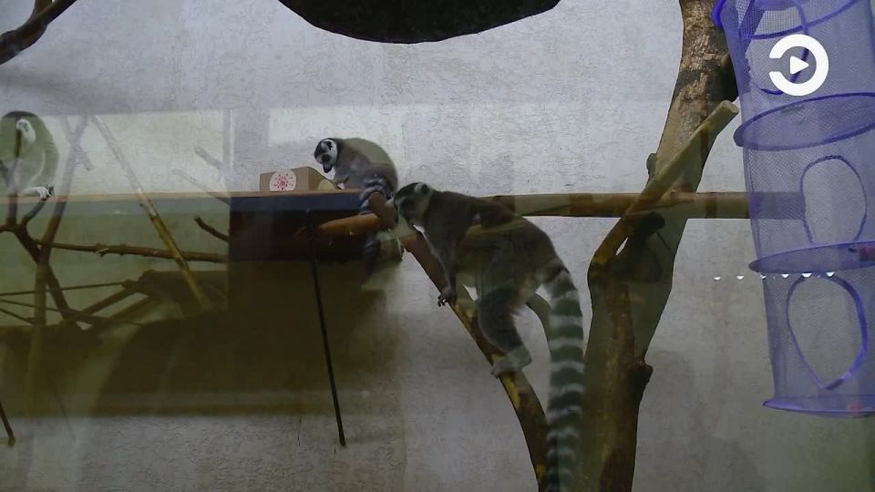 � �� ��� ������������? ������ � ���������� �������� ������ ���������� ���������� � �������