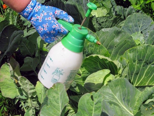 ��� ���������� �� �������� �� ����� �������