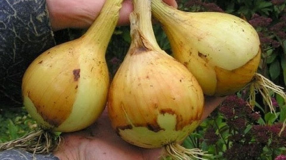 ������ ��� ��������� ����� ����� ����� ��������� ������� � 2026 ����