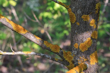 ������ ��� � ��������� �� �������� �� ������: �����, ������� ������� ���� ����������