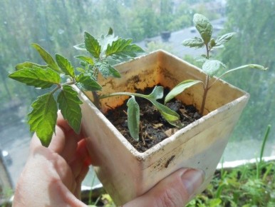 ��������� �������: �����, ����� � ��� ��������� ���������