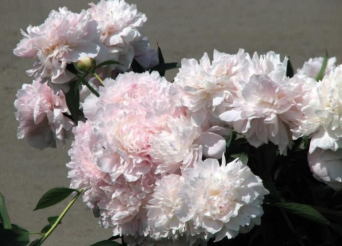 ������� ����� �� ������� ����� ��������