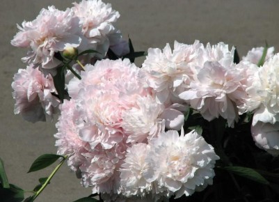 ������� ����� �� ������� ����� ��������