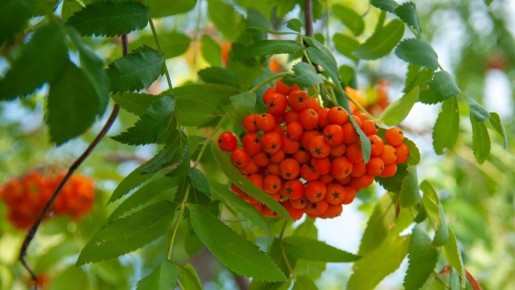 ������: ������������ ������� ����� ��� �������� � ���������