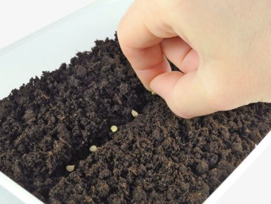 ��������� ������ ������ �����: ������� �������� ����� � ������� �������