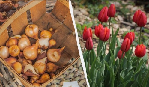 ��� ��������� ���������� �������� ������: ������� ��������� �����������