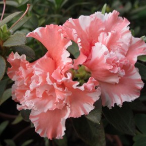 ����������� ������: ������� ����� �� ��������� ����