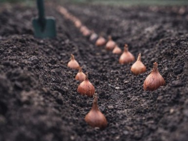 ������ ������� ���� � �������� �����: ������� ��������� ������