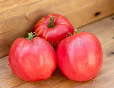 ����� ���������: ��� ��������� ������� ������� ��� ����� ����