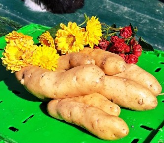 ��������� �������: ���������� ����� � ������� �������� ��������