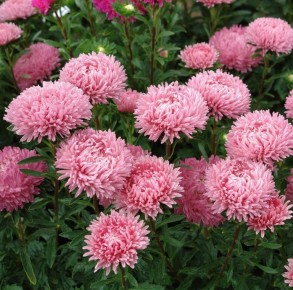 ��� ������� �����: ������� ��� ���������� ���������