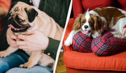 ������ ��� ������: ����� ������ �������� �������� ��� ��������