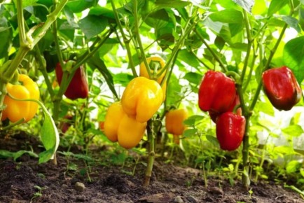 ������� ������ �����: ��� ��������� ����������� ���� ��� ������������ ������