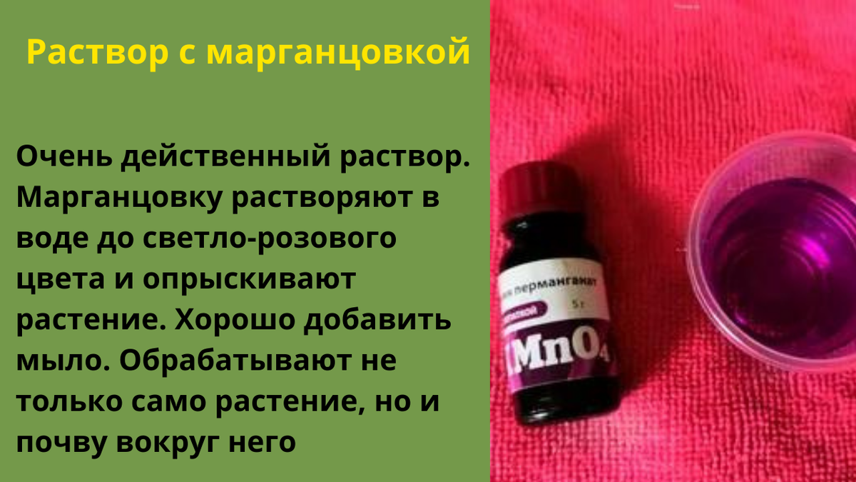 Как марганцовка может спасти ваши растения от болезней и стрессов
