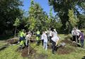 Улицы областного центра озеленяют