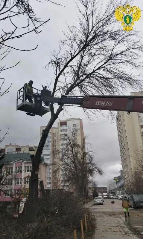 По требованию прокуратуры для обеспечения безопасности жителей Пензы проведено кронирование и спил опасных деревьев По требованию прокуратуры для обеспечения безопасности жителей Пензы проведено кронирование и спил опасных деревьев