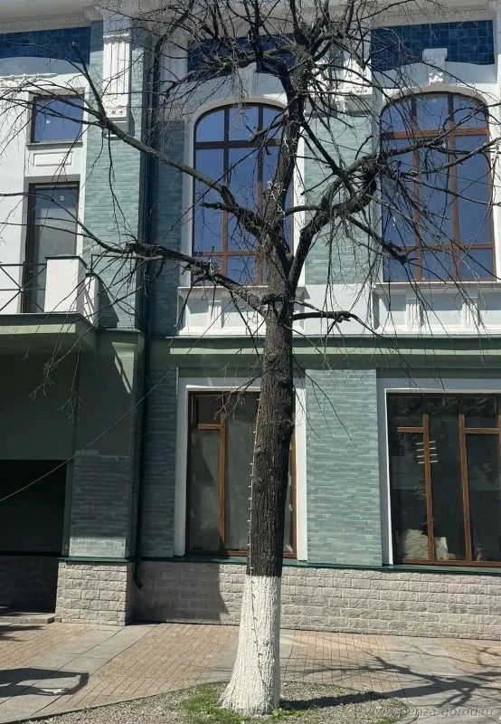 До конца июня на улице Московской спилят аварийные деревья, чтобы обезопасить горожан, сообщили в администрации Пензы До конца июня на улице Московской спилят аварийные деревья, чтобы обезопасить горожан, сообщили в администрации Пензы