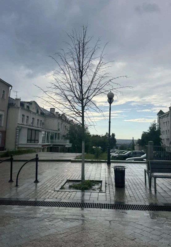 До конца июня на улице Московской спилят аварийные деревья, чтобы обезопасить горожан, сообщили в администрации Пензы До конца июня на улице Московской спилят аварийные деревья, чтобы обезопасить горожан, сообщили в администрации Пензы