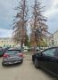 На улице Суворова в Пензе, у ТЯК «Красные холмы», вырубят 5 сухих аварийных деревьев