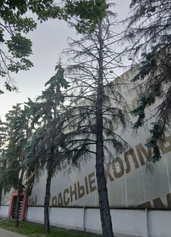 На улице Суворова в Пензе, у ТЯК «Красные холмы», вырубят 5 сухих аварийных деревьев На улице Суворова в Пензе, у ТЯК «Красные холмы», вырубят 5 сухих аварийных деревьев