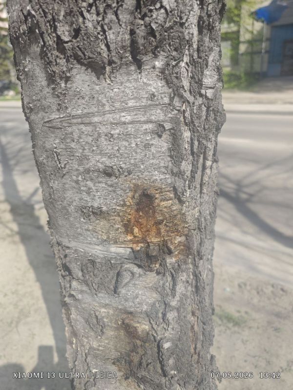 Наш читатель утверждает, что осенью на улице Гоголя, около «Электромеханики», ходили люди, которые сверлили отверстия в деревьях и что-то туда закачивали Наш читатель утверждает, что осенью на улице Гоголя, около «Электромеханики», ходили люди, которые сверлили отверстия в деревьях и что-то туда закачивали