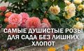 Ароматные парковые розы, которые привлечут взгляды: выбираем лучшие сорта