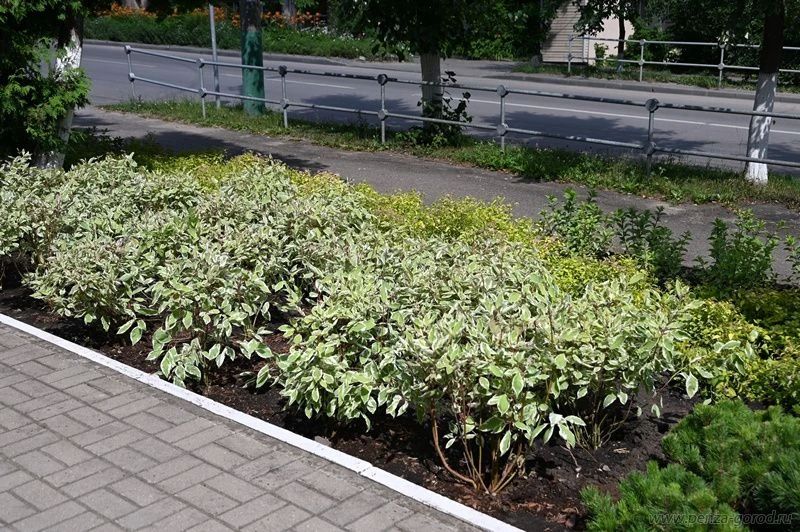В Пензе озеленили входную зону зоопарка В Пензе озеленили входную зону зоопарка