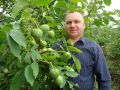 Удивительные результаты селекции: Левинские грецкие орехи, способные найти свою нишу в средней полосе России