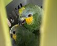 Кеша и Сёмга на передержке: важный этап перед вольером
