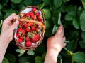 Как из одной клубники вырастить целую плантацию