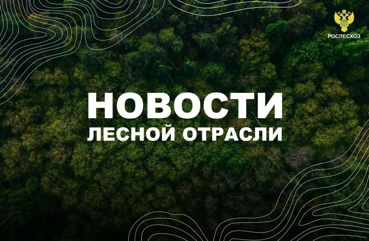 РИА Новости: Совфед одобрил закон о регулировании правил сплошных и выборочных рубок лесов