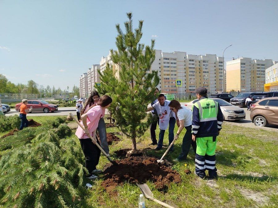В Пензе на поставку 25 видов саженцев деревьев и кустарников направят более 21 миллиона рублей