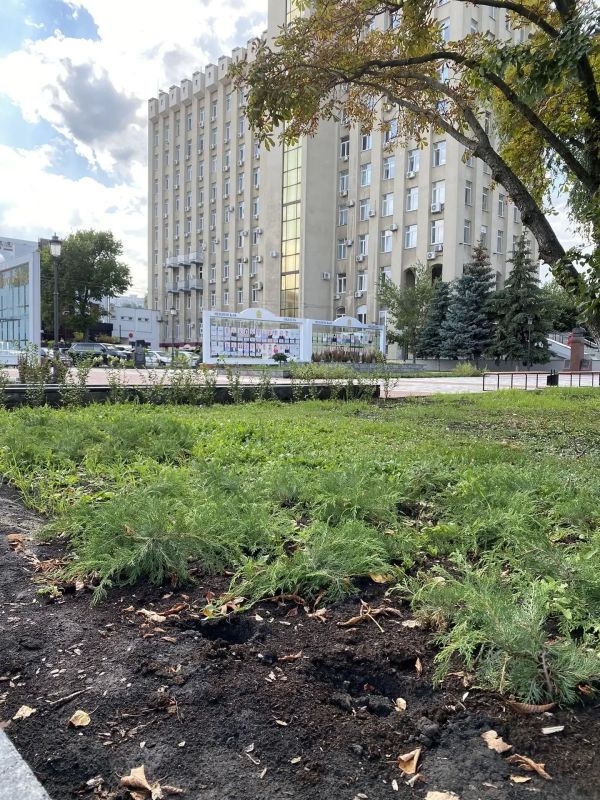 Из сквера Ермина (на улице Володарского, напротив Дома Мейерхольда) украли 3 саженца можжевельника Из сквера Ермина (на улице Володарского, напротив Дома Мейерхольда) украли 3 саженца можжевельника