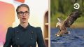 Вы точно слышали настоящий крик орлана-белохвоста?