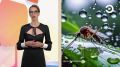 Кто пьёт кровь - самки комаров, а чем питаются самцы? Оказывается, они предпочитают нектар и проводят время у цветов