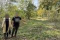 � ������ ����� ������������������ ���������� � ���������� ����� ������������� ������� � ������������ �������