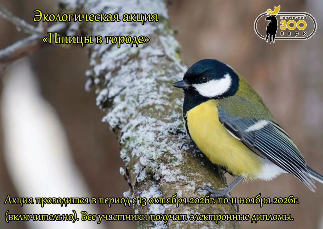 Не все птицы улетают зимовать в тёплые страны